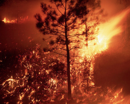 ?ɭ�ַ���������Ȼʮ������