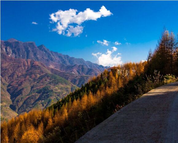 ʵ��ɭ�ַ����ؽ��� ����ɭ�ַ���Ԥ������