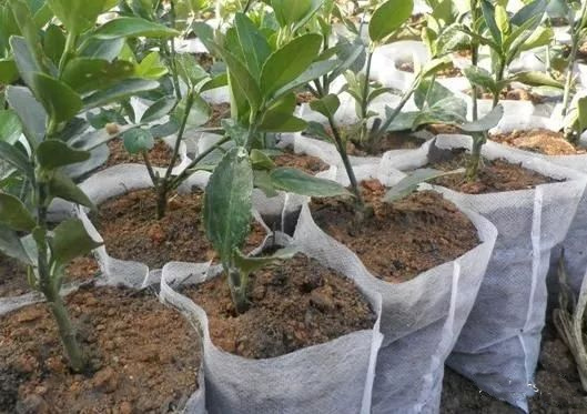 mg����ͻ��(�й���)�ٷ���վ