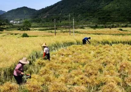 mg����ͻ��(�й���)�ٷ���վ