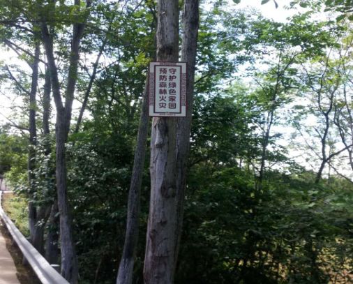 ������������ɭ�ַ������飿������������������Ĵ�����