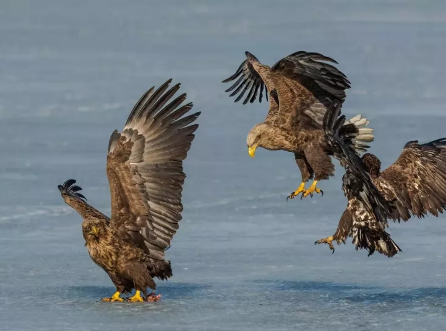 mg����ͻ��(�й���)�ٷ���վ