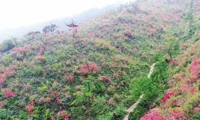 mg����ͻ��(�й���)�ٷ���վ