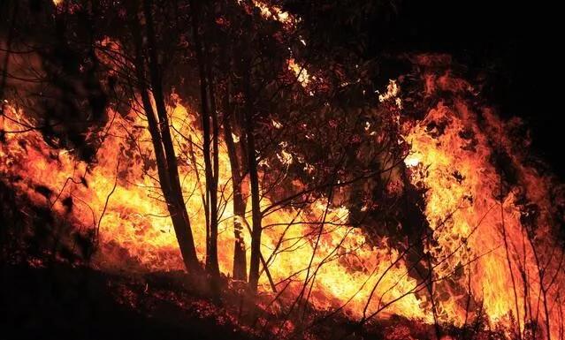 ɭ�ֻ��ֵķ�����ɱ������Ҫ