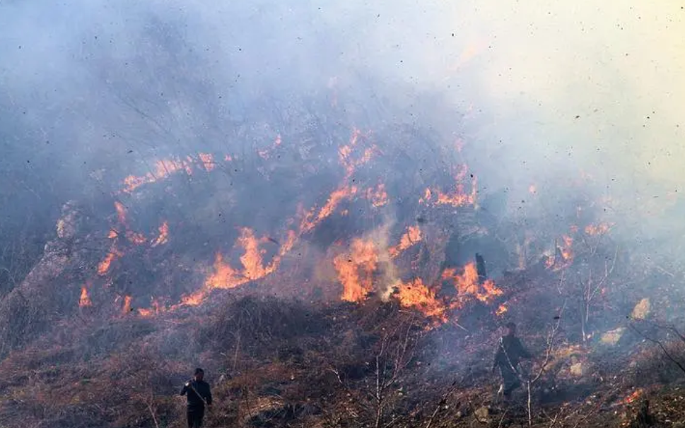 ����ɽ��������������������������ɭ�ֻ�����Ƶ�����̨������Ĳ�����ʮ����Ҫ��